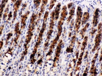 Polyclonal Rabbit anti-Mouse NUCB2 / Nucleobindin 2 Antibody (IHC, WB)