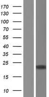 POLE3 / DNA Polymerase Epsilon Protein (Over-Expression Lysate Myc-DDK (Flag))