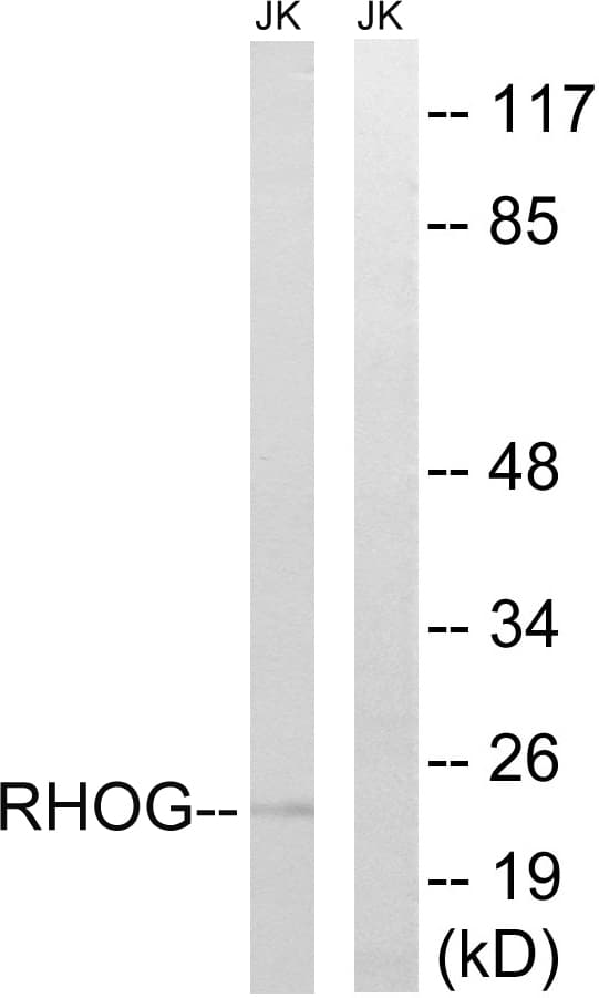 Polyclonal Rabbit anti-Human RHOG / ARHG Antibody (aa97-146, WB)