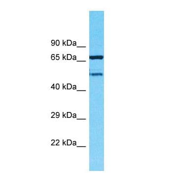 TMEM232 Antibody (aa32-81)