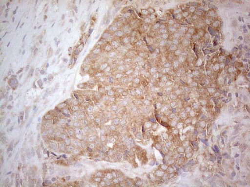 CD40 Antibody (aa21-166, clone OTI5C9)