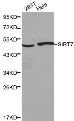 SIRT7 / Sirtuin 7 Antibody