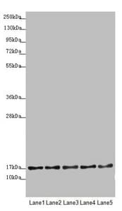 TIMM17B Antibody