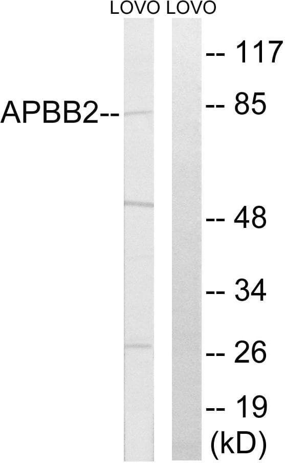 FE65L1 / APBB2 Antibody