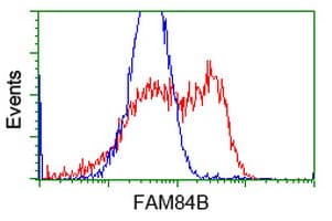 FAM84B Antibody (clone OTI5B5)