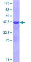 Human RCSD1 Protein (Recombinant GST)