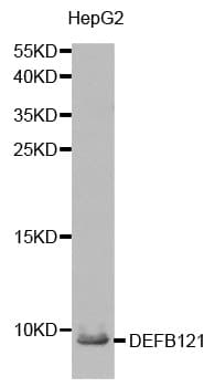 DEFB121 Antibody