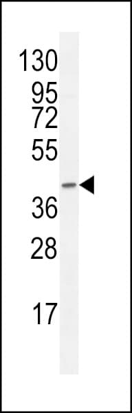 F8A1 / HAP40 Antibody (aa12-40)