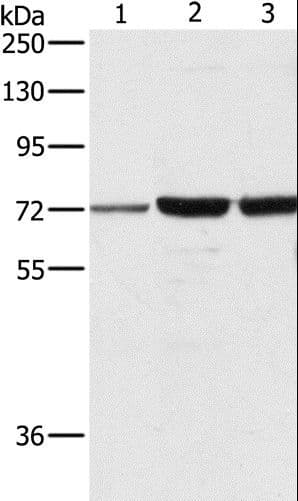 DOK1 Antibody