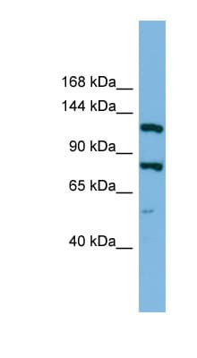HYOU1 / ORP150 Antibody (aa899-948)