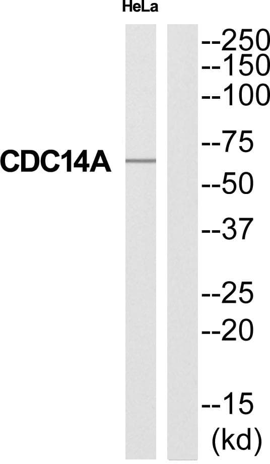 Polyclonal Rabbit anti-Human Cdc14 / CDC14A Antibody (WB)