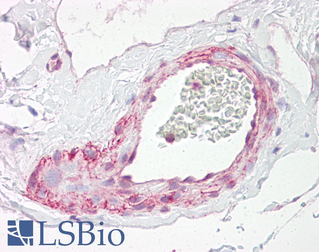 IHC-plus™ PGLS / 6PGL Antibody (aa191-240)