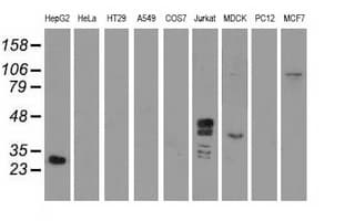 GAS7 Antibody (clone OTI2D11, Carrier-free)