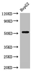 GSK3A / GSK3 Alpha Antibody