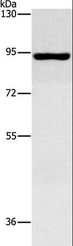 GCK / Germinal Center Kinase Antibody