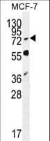 Polyclonal Rabbit anti-Human RNF19B Antibody (aa369-398, WB)