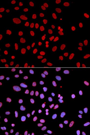 PTPN6 / SHP1 Antibody