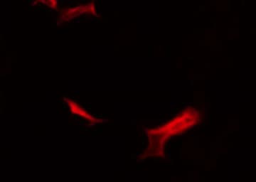 IHC-plus™ CD40 Antibody