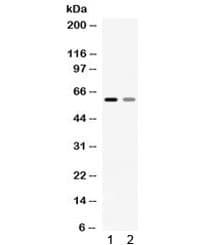 SLC1A3 / EAAT1 Antibody