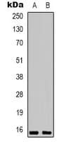 H2AFX / H2AX Antibody (C-Terminus)