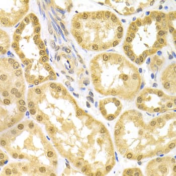 BAG1 / BAG-1 Antibody