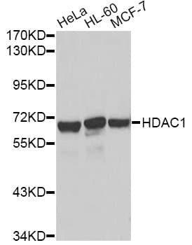 HDAC1 Antibody