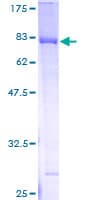 Human FMO1 Protein (Recombinant GST)