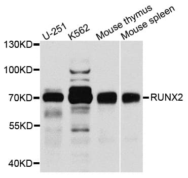 CBFA1 / RUNX2 Antibody