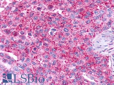 PathPlus™ GPR19 Antibody (Cytoplasmic Domain)