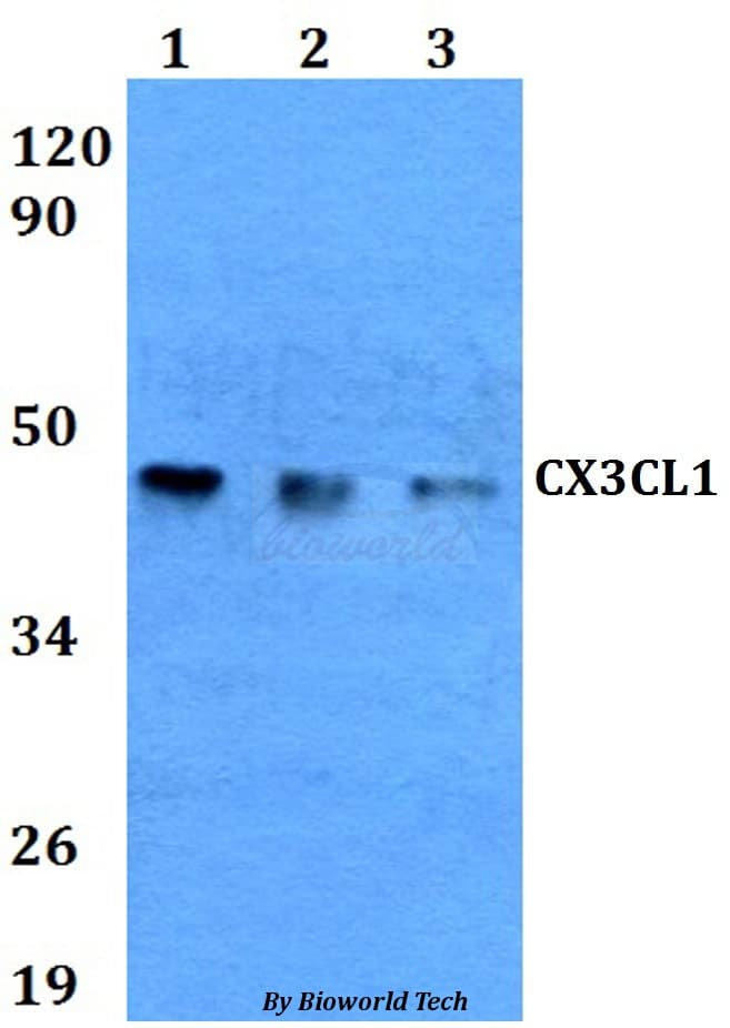 CX3CL1 / Fractalkine Antibody