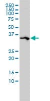 Osteonectin / SPARC Antibody (clone 1B2)