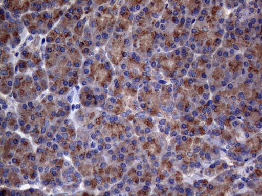 AKIP1 / BCA3 Antibody (clone OTI2E4)