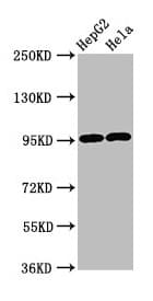 Polyclonal Rabbit anti-Human GPRC6A Antibody (IHC)