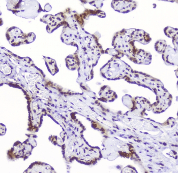 AHR Antibody
