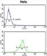 CLP / COTL1 Antibody (aa115-142)