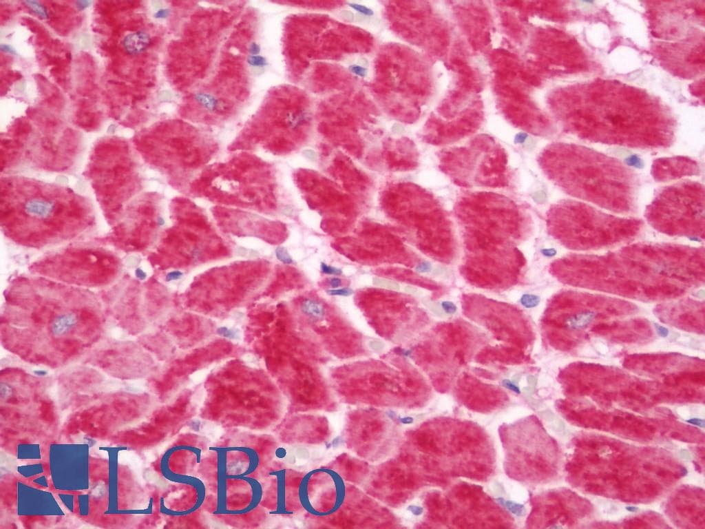 MAOB / Monoamine Oxidase B Antibody (Biotin)