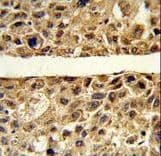 ARG1 / Arginase 1 Antibody (aa293-322)