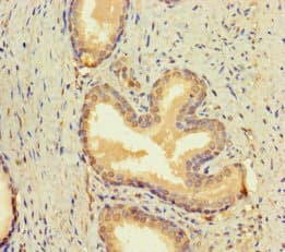 Polyclonal Rabbit anti-Human BMP4 Antibody (WB)