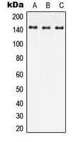 SPAG9 Antibody (Internal)