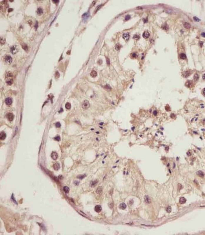 NSFL1C Antibody (N-Terminus)