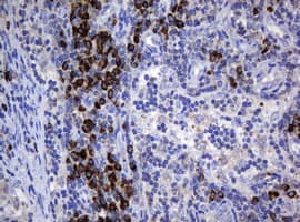 SRPRB Antibody (clone OTI2D4, Carrier-free)