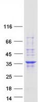 Human PNO1 Protein (Recombinant Myc-DDK (Flag))