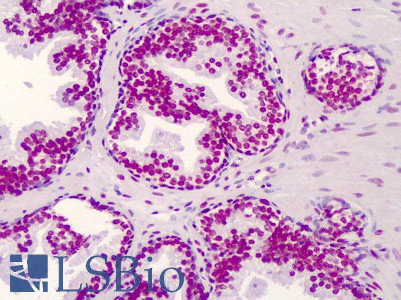 IHC-plus™ CREBBP / CREB Binding Protein Antibody (aa2393-2442)
