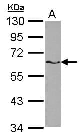 KHDRBS1 / SAM68 Antibody