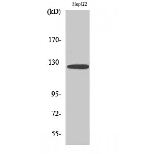 IHC-plus™ FBLN2 / Fibulin 2 Antibody (210-290 aa, Internal)