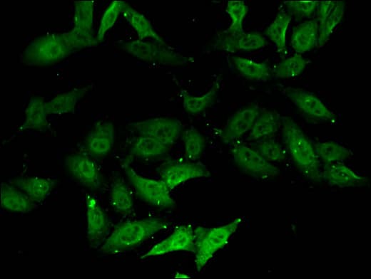 DXO / DOM3Z Antibody