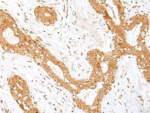 GOLGA7 Antibody