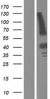 RBFA Protein (Over-Expression Lysate Myc-DDK (Flag))