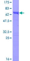 Human TXNDC5 / ERP46 Protein (Recombinant GST)