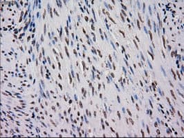MRI1 Antibody (clone OTI9H7, Carrier-free)